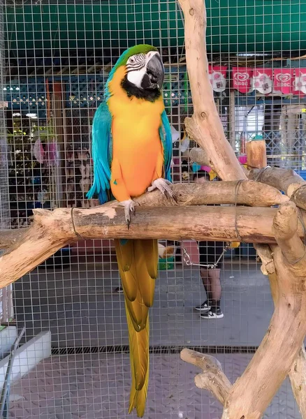 照片上一只五彩斑斓的鹦鹉坐在笼子里的树枝上 金刚鹦鹉坐在动物园里的树枝上 — 图库照片
