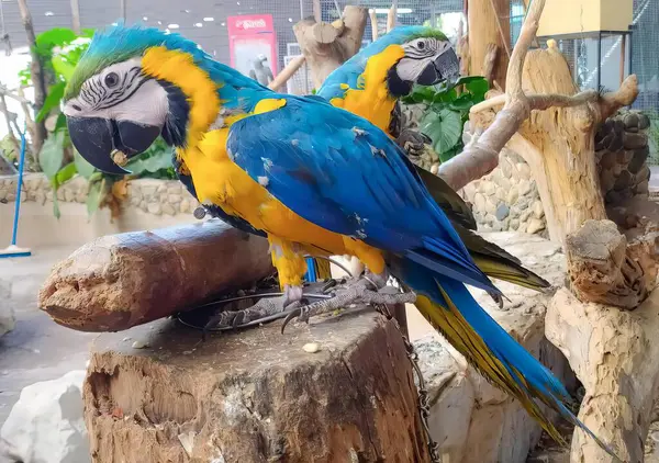 줄기에 앵무새의 Macaws 동물원에서 줄기에 — 스톡 사진