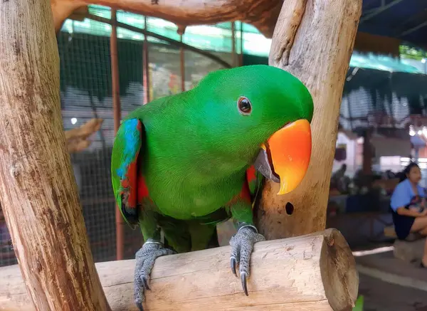 Фотографія Папуги Сидить Гілці Клітці — стокове фото