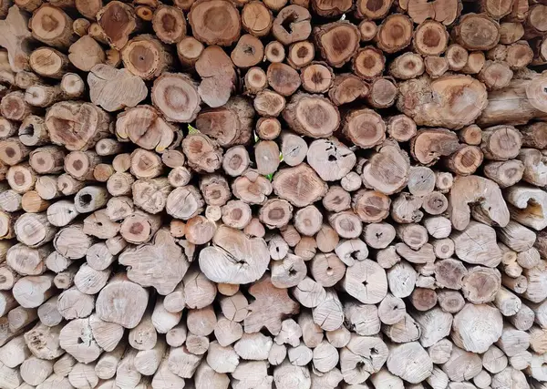 a photography of a pile of wood with a green plant in the middle, lumbermill of wood stacked up in a pile with a green plant.