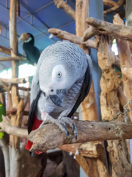 Kafesteki Bir Dalda Oturan Papağanın Fotoğrafı Kafesteki Bir Dalda Oturan — Stok fotoğraf