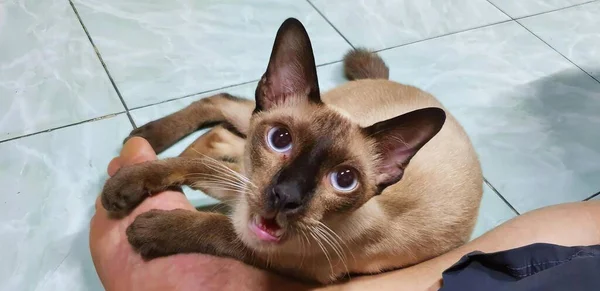 a photography of a cat sitting on a persons hand with its tongue out, siamese cat sitting on a persons hand with its tongue out.
