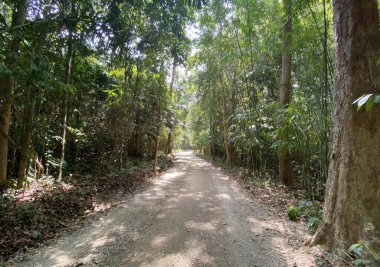 Ormanın ortasında toprak bir yolun fotoğrafı, ormanın ortasında toprak bir yolda ilerleyen bir dişçi..
