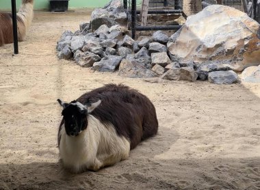 Toprak bir alanda yatan bir koyunun fotoğrafı, bir hayvanat bahçesindeki kumda yatan lama..