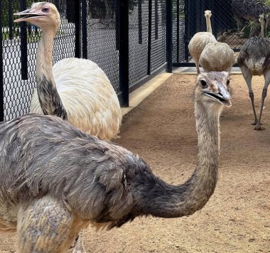 Bir grup devekuşunun, toprak bir alanda durduğu, diğer kuşlarla çevrili hayvanat bahçesindeki struthio camelus 'un fotoğrafı..