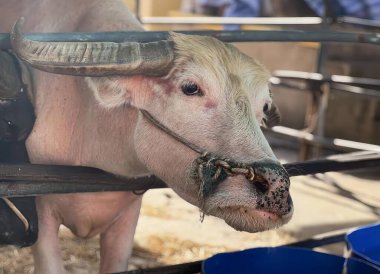 Ağzında metal çubuk olan bir ineğin fotoğrafı, boynuzlu bir öküz ve samanlı bir kalem içinde bir burun halkası..