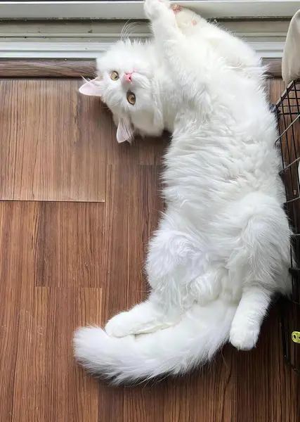 Фотография Белой Кошки Лежащей Полу Рядом Корзиной Персидской Кошки Лежащей — стоковое фото