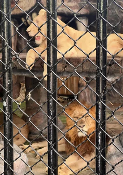 Eine Fotografie Eines Löwenpaares Das Einem Käfig Liegt Cebus Kapuzinus — Stockfoto