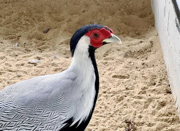 a photography of a bird with a red head and a black neck, partridge bird standing in sand area with white wall and red head.