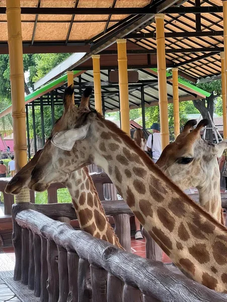 Une Photographie Groupe Girafes Debout Côté Autre Les Lamas Sont — Photo