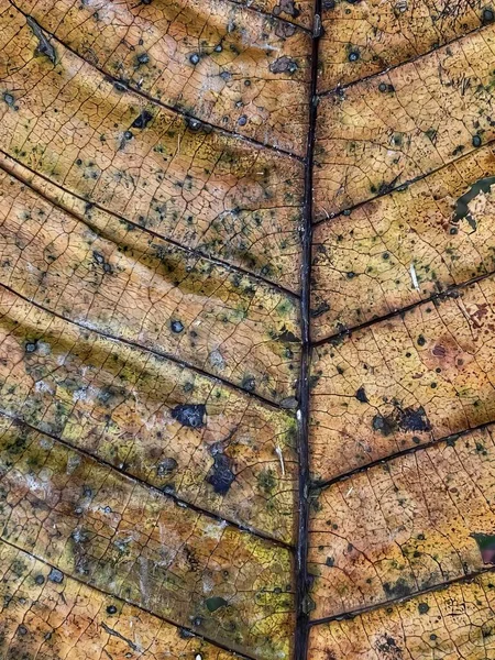 a photography of a leaf with a brown and black pattern, horse chestnut leaf with a brown and black pattern.