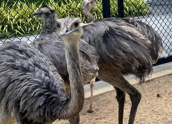Photography Two Ostriches Standing Next Each Other Fenced Area — Stock Photo, Image
