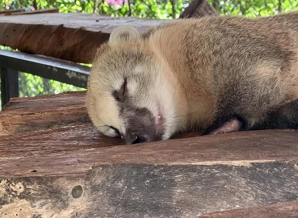 a photography of a small animal sleeping on a wooden bench, cebus capucinuss sleeping on a wooden bench in a zoo.
