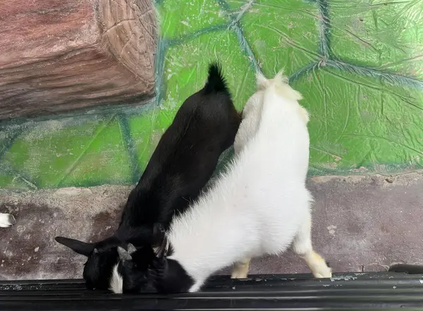 Eine Fotografie Von Zwei Katzen Die Zoo Miteinander Spielen Samojeden — Stockfoto