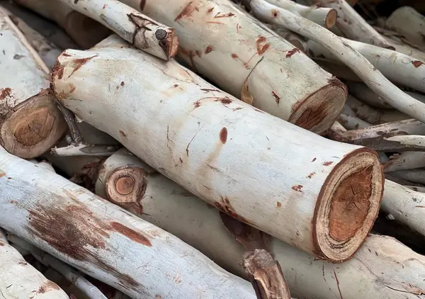 a photography of a pile of white birch logs with brown spots, lumbermill of white birch logs piled together in a pile.