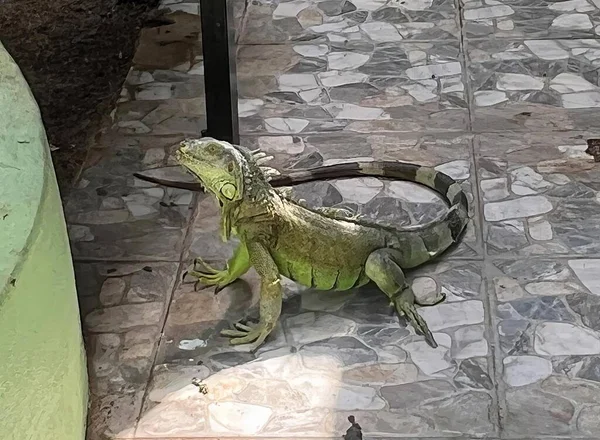 Uma Fotografia Lagarto Piso Azulejos Lado Uma Parede Iguana Iguana — Fotografia de Stock