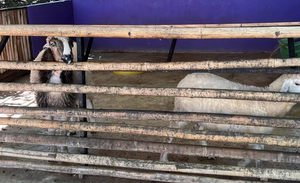 Eine Fotografie Von Zwei Ziegen Einem Stall Mit Lila Wand — Stockfoto