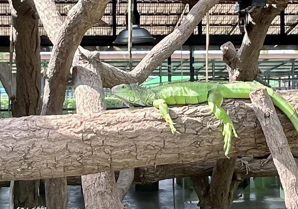 Una Fotografia Iguan Verde Appoggiato Ramo Albero Iguana Iguana Appoggiata — Foto Stock