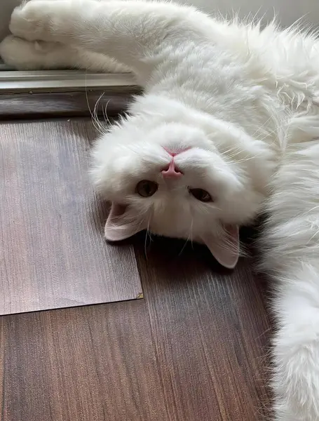 a photography of a white cat laying on a wooden floor, persian cat laying on the floor looking at its reflection in a mirror.