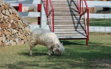 Kırmızı ve beyaz çitlerin yanında otlayan bir koyunun fotoğrafı, merdivenlerle çevrili bir alanda çitte otlayan komondor koyunu..