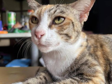 Masaya uzanmış kameraya bakan bir kedinin fotoğrafı, masaya uzanmış kameraya bakan Mısırlı bir kedi..