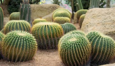 Çöldeki bir grup kaktüs bitkisinin fotoğrafı. Çölde çeşitli boyutlarda ve şekillerde saksılar düzenlenir..