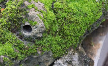 Üzerinde delik olan bir yosun kaplı kaya, üzerinde yosun olan taş bir duvar ve ortasında bir delik..
