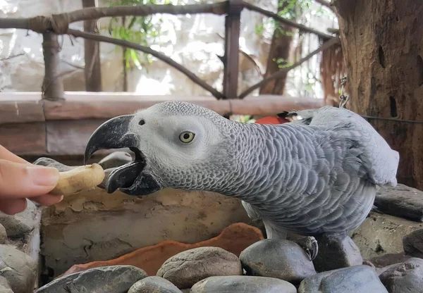 Фотография Попугая Поедающего Кусок Хлеба Руки Человека — стоковое фото