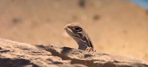 Eine Fotografie Einer Eidechse Die Auf Einem Felsen Der Wüste — Stockfoto