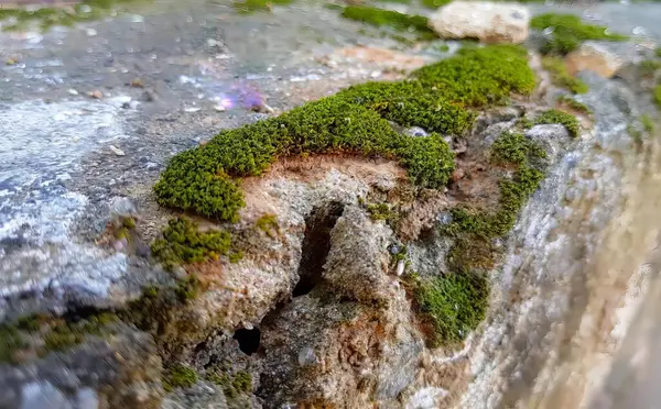 Üzerinde küçük bir delik olan yosunlu bir kaya duvarının, yosunlu taş duvarın ve ortasında küçük bir deliğin fotoğrafı..