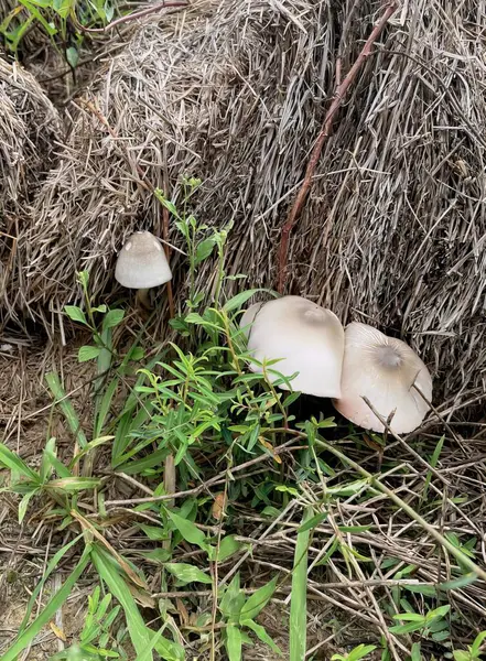 地面に座っているキノコの集団の写真です草の中の干草の山から育ったキノコです — ストック写真