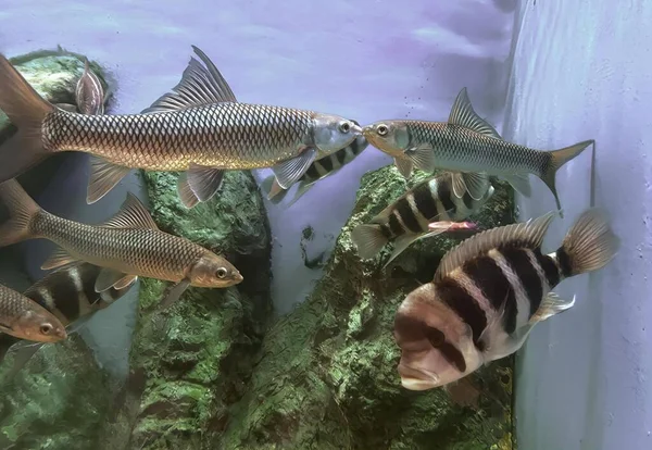 水槽で泳いでいる魚の集団の写真です 熱帯世界に生息する魚種です — ストック写真