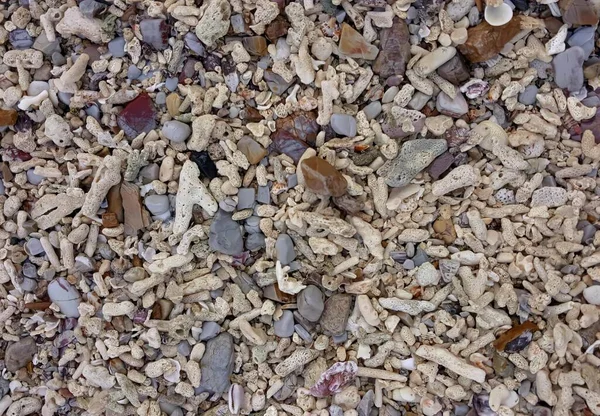 Пляже Разбросана Фотография Груды Камней Гравия Маленькой Птичкой Вершине Раковинами — стоковое фото