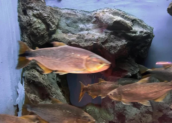 Fotografia Grupy Ryb Pływających Zbiorniku Carassius Auratus Duża Ryba Pasiastym — Zdjęcie stockowe