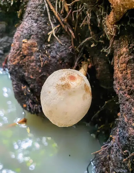 Photography Mushroom Sitting Some Water Earthstarch Tree Branch Puddle Water — Stock Photo, Image