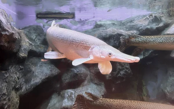 Фотография Рыбы Аквариуме Камнями Водой Lepisosteus Osseus Большой Белой Рыбы — стоковое фото