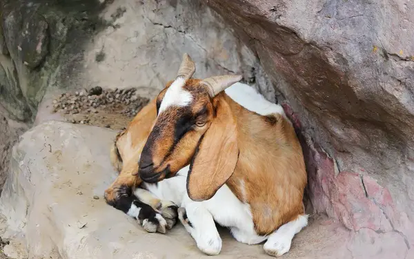 Une Photographie Une Chèvre Allongée Sur Rocher Avec Bébé Chèvre — Photo