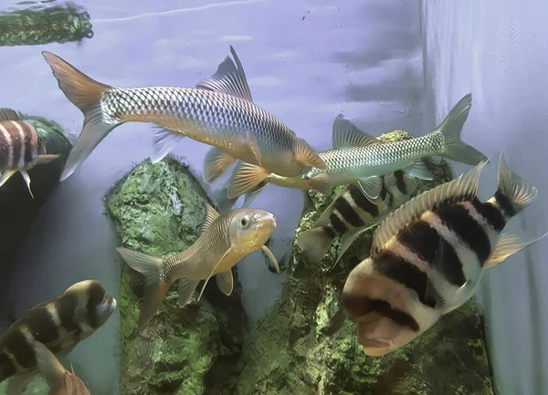 Fotografia Grupy Ryb Pływających Zbiorniku Lepisosteus Osseus Gatunku Ryb Rodzimych — Zdjęcie stockowe