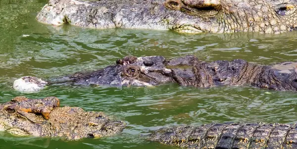 Фотография Группы Аллигаторов Плавающих Водоеме Крокодилового Нилотикуса Воде Птицей Спине — стоковое фото