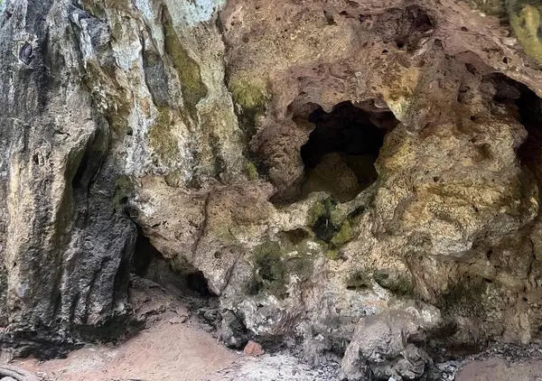 Photographie Ours Dans Une Grotte Avec Arbre Arrière Plan Dermochelys — Photo