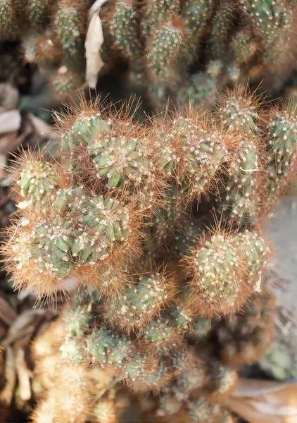 Ett Fotografi Kaktus Växt Med Många Små Gröna Och Bruna — Stockfoto