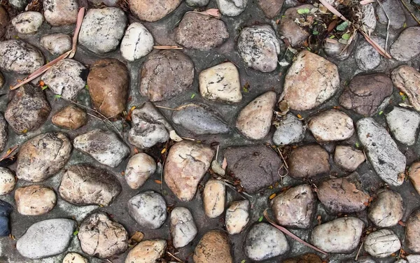 岩に覆われた岩の上に立っている人の写真 石の壁 その上にさまざまな岩や植物が育っている — ストック写真