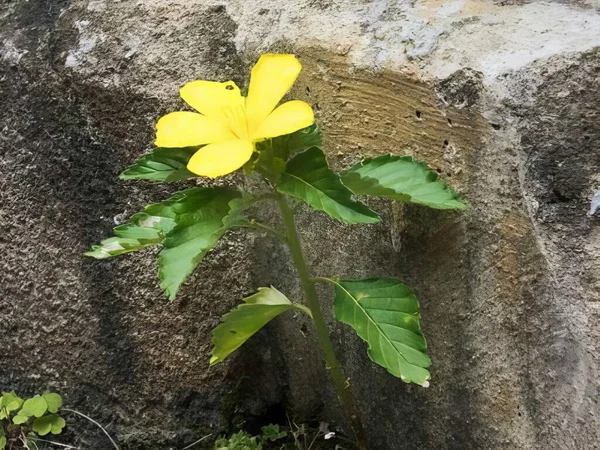 a photography of a yellow flower growing out of a crack in a rock, flowerpot with yellow flower growing out of a crack in a rock.