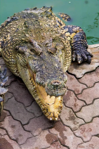 鳄鱼躺在游泳池旁边的地上的一张照片 一个大嘴巴的鳄鱼 — 图库照片