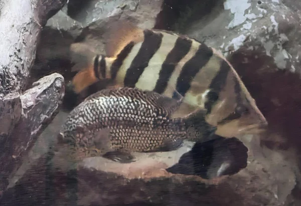 Fotografia Ryby Zbiorniku Skałami Wodą Holocanthus Tricoloris Zbiorniku Skałami Wodą — Zdjęcie stockowe