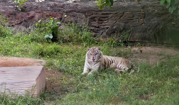 a photography of a tiger laying in the grass near a rock wall, panthera tigris sitting in the grass in a zoo enclosure.