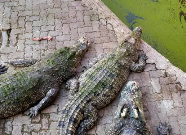 Фотография Группы Аллигаторов Лежащих Каменном Полу Крокодилы Нилотикузы Лежали Земле — стоковое фото