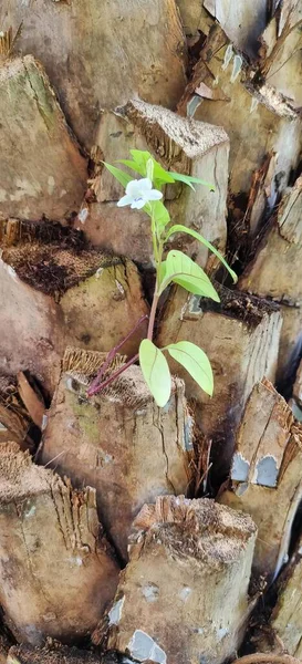 Fotografie Rostliny Vyrůstající Hromady Dřeva Květináč Vyrůstající Hromady Dřeva Stromem — Stock fotografie
