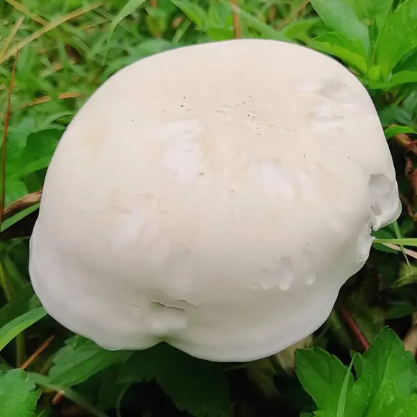 Une Photographie Champignon Blanc Dans Herbe Avec Des Gouttelettes Eau — Photo