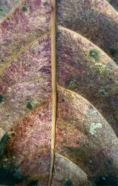 a photography of a close up of a leaf with a thin stick, triturus vulgaris, a plant with a thin, curved stem.